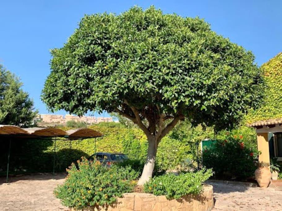 Casa Magnolia Daire Augusta Dış mekan fotoğraf