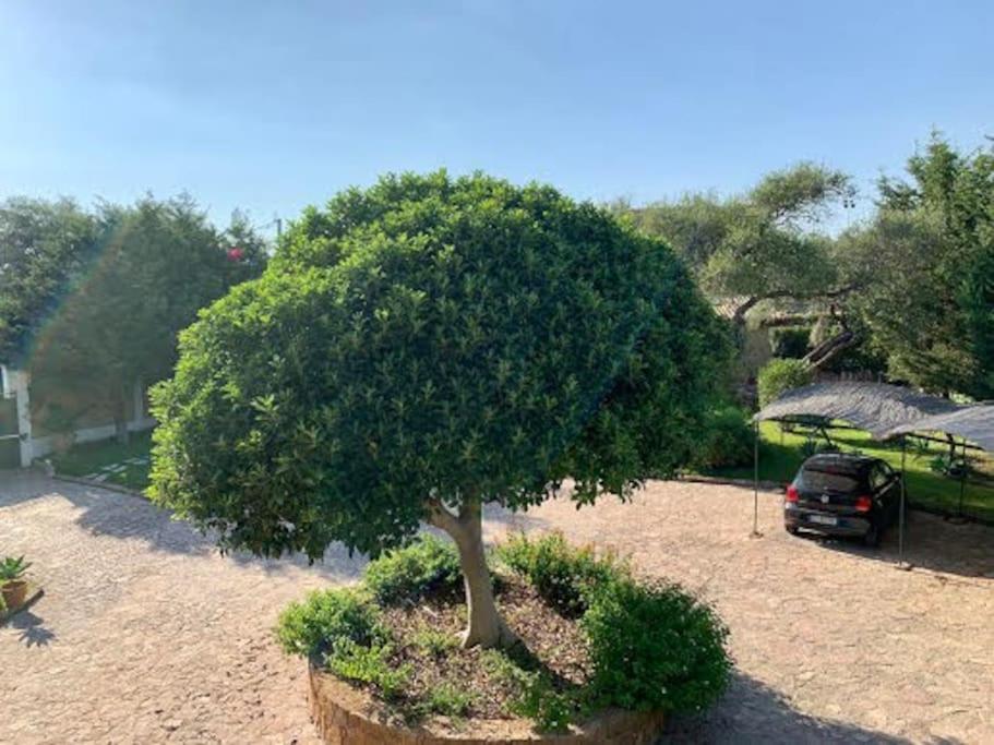Casa Magnolia Daire Augusta Dış mekan fotoğraf